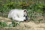 SIBERIAN HUSKY 358